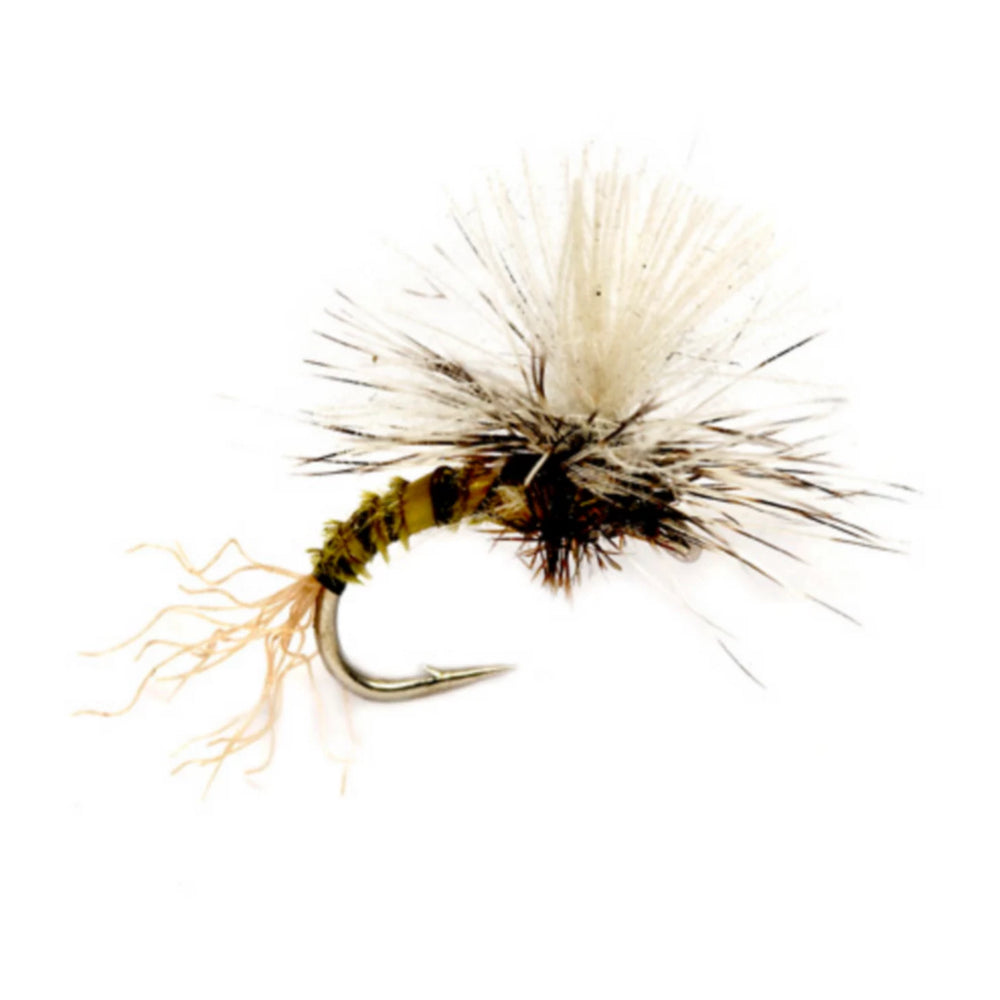 OLIVE,18