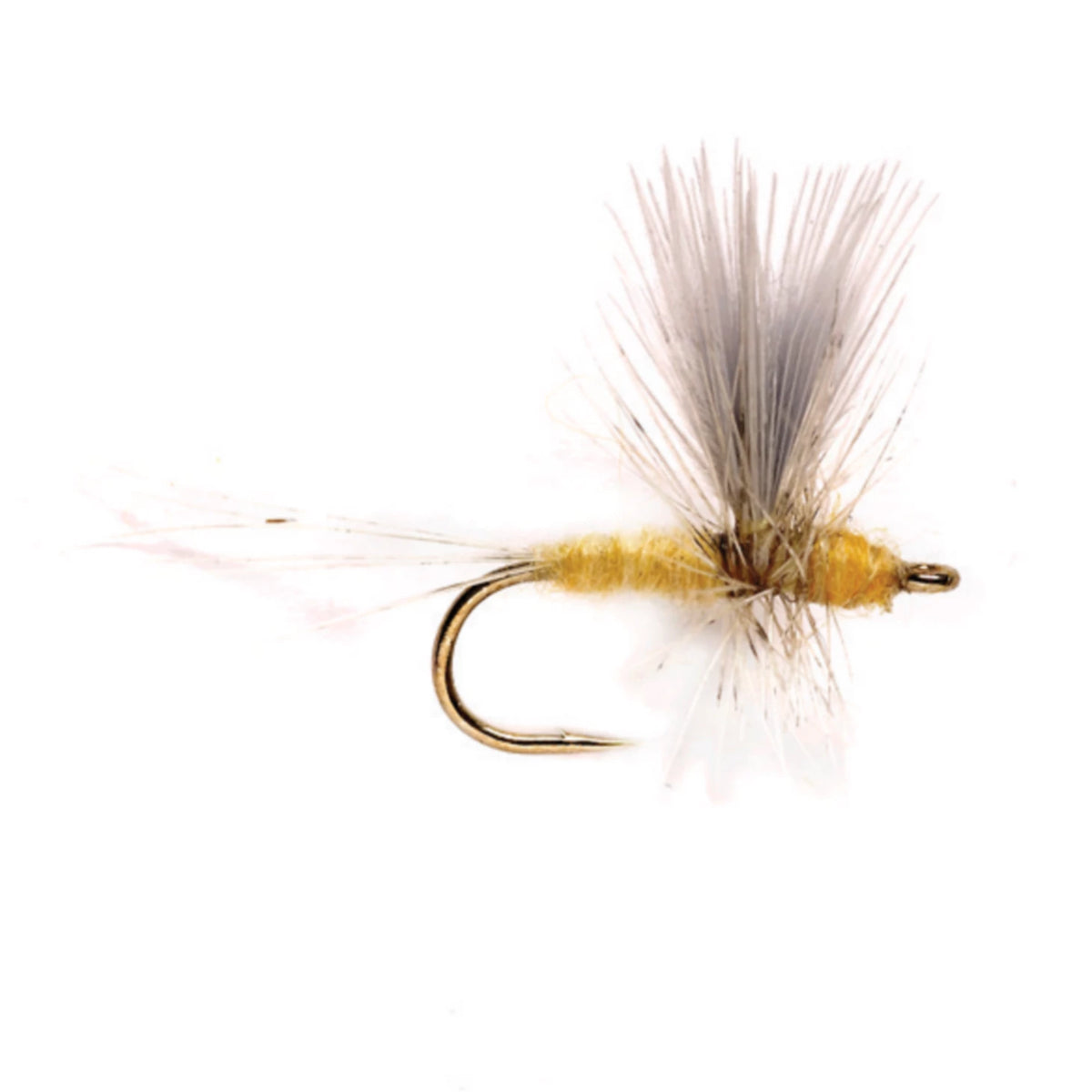 Pale Morning Dun Thorax