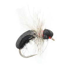 Black Toast Ant