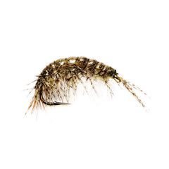 Oliver Edward's Freshwater Shrimp