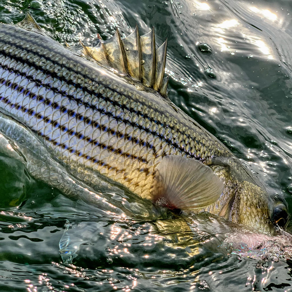 Dowell Maryland 2-Day Combination Fly Fishing School - Chesapeake Bay