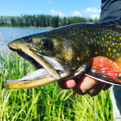 Trout School At Falcon's Ledge, Utah