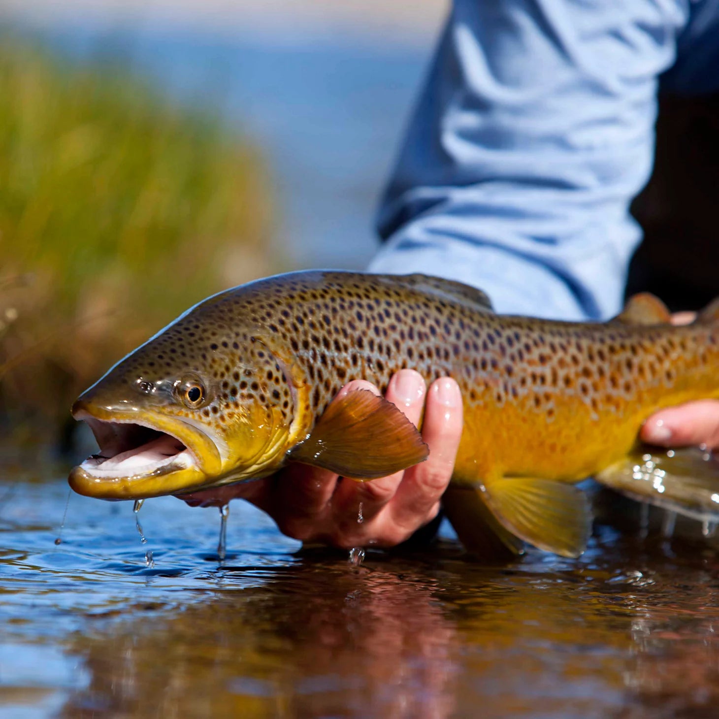 Trout School At Falcon's Ledge, Utah