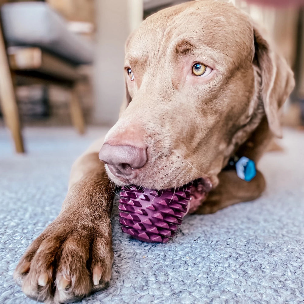 Pinecone Reward Dog Toy
